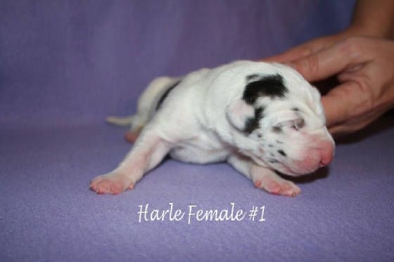 1harlegirlno1_1-14-09.jpg