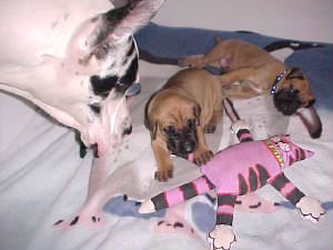 1toruquebabies2-8-04.jpg