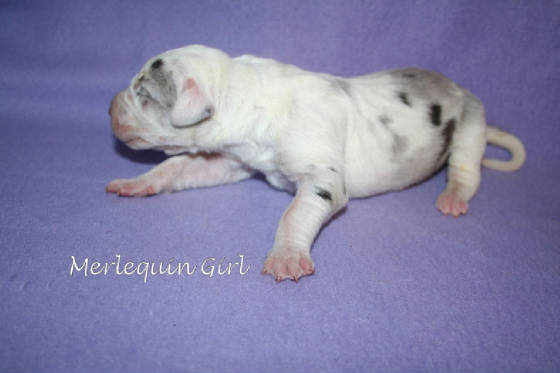 2merlequin11409.jpg