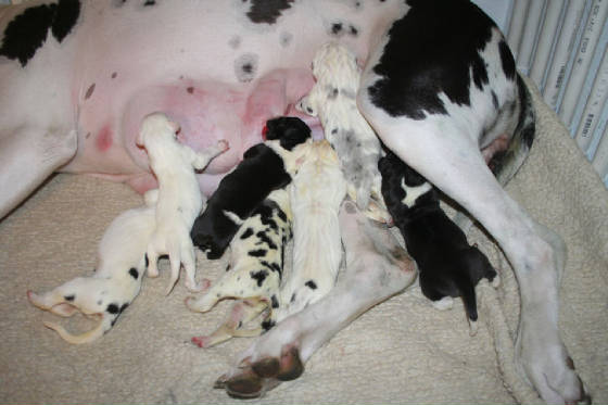 3allpups1-12-09.jpg
