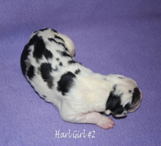 3harlgirlno2_1-14-09.jpg