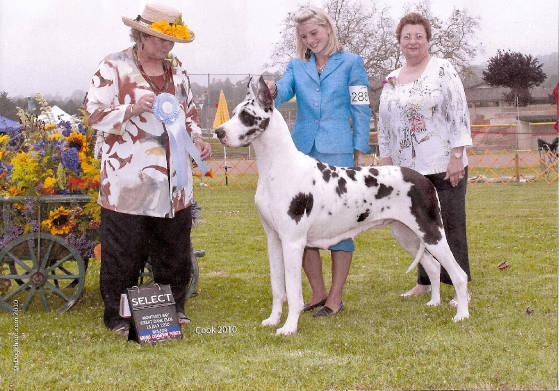 AKC CH. BigNutt's Wild Irish Thyme of Magnus