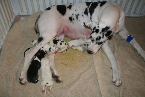 7allpups1-12-09.jpg