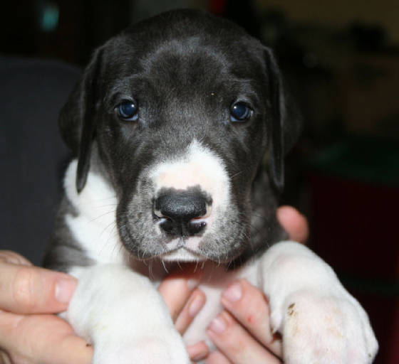 diesel5weeks6.jpg