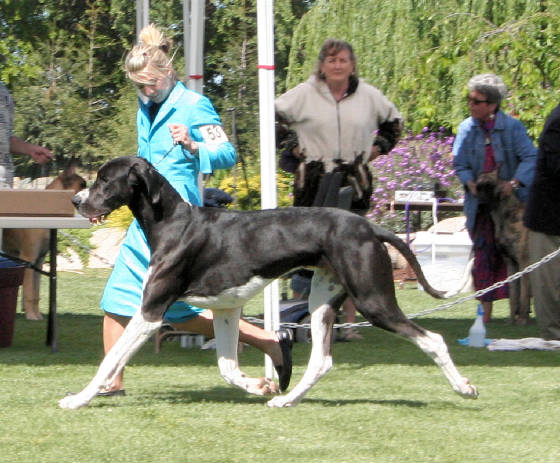 dieselgdcncspecialty9.jpg