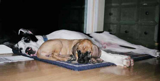 ginger8weeks4edited.jpg