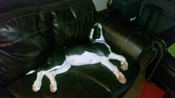 lifeisruff.jpg