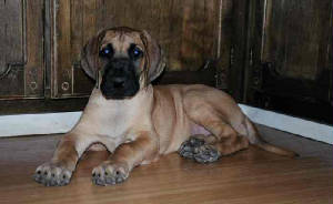 mufasa8weeksedited.jpg