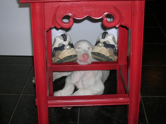 templetonsleepingstool8weeks.jpg