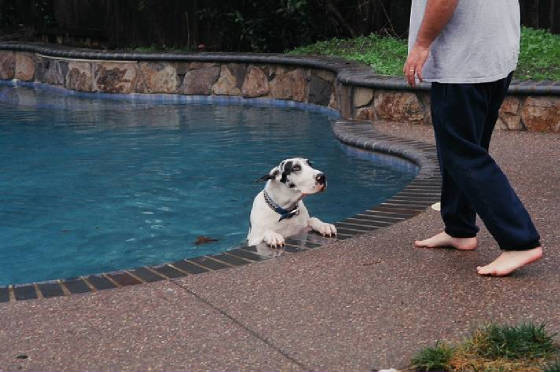 torqueinthepool.jpg