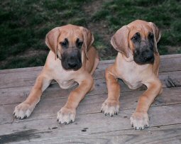 1koamufasa12weeks4edited.jpg