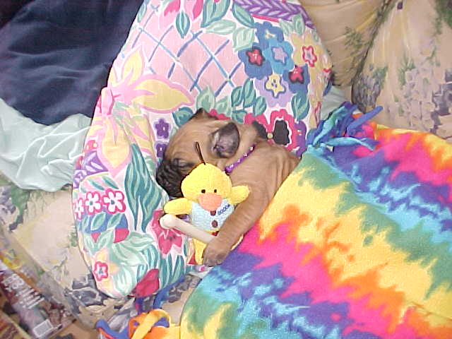 1purple2-6-04.jpg