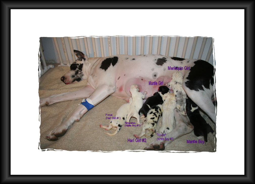 2allpups1-12-09.jpg