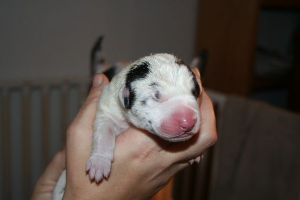 2freya1-09.jpg