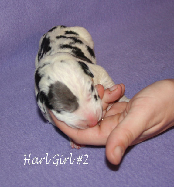 2harlgirlno211409.jpg