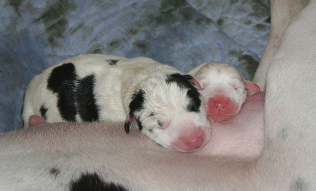 3puppies1and2_1-12-09.jpg