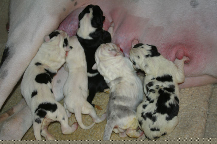 4allpups1-12-09.jpg