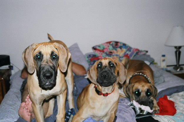 5dogsbed6-04.jpg