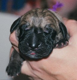 blueboy1-18-04web.jpg