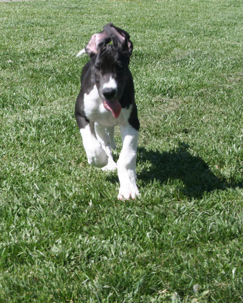 diesel12week12.jpg