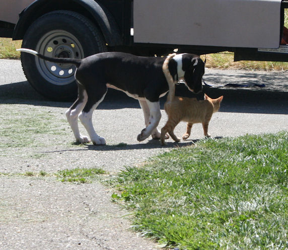 diesel12weeks4.jpg