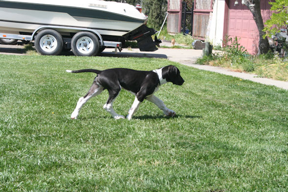 diesel12weeks6.jpg