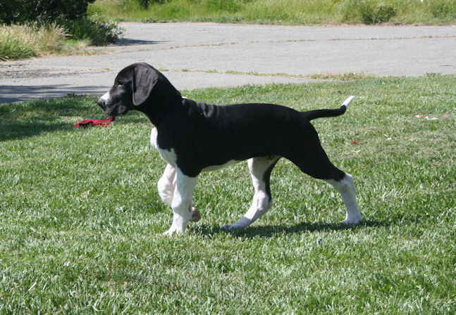 diesel12weeks7.jpg