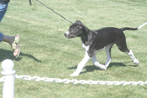 diesel14weekspuppymatch1.jpg