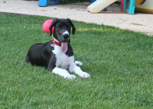 diesel16weeks2.jpg