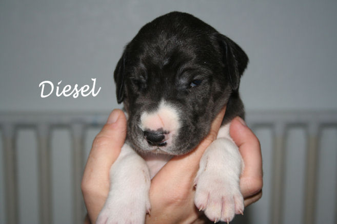diesel2weeks2.jpg