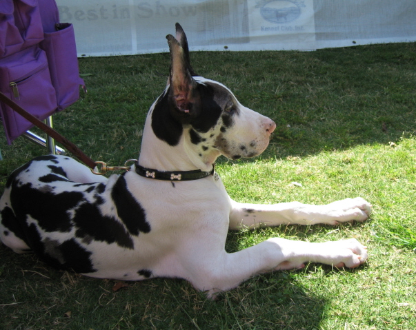 felonyatdogshow59.jpg