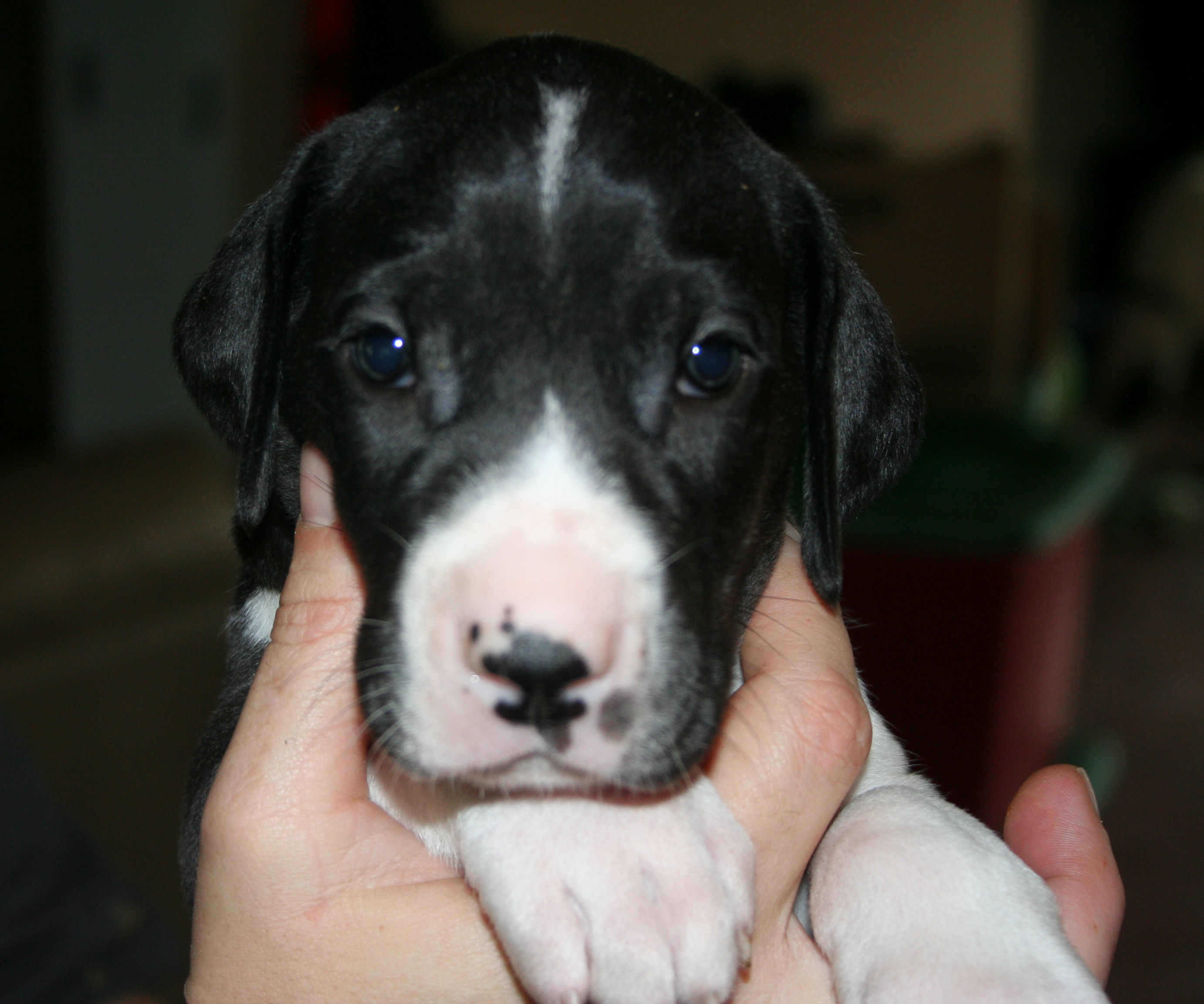fern4weeks1.jpg