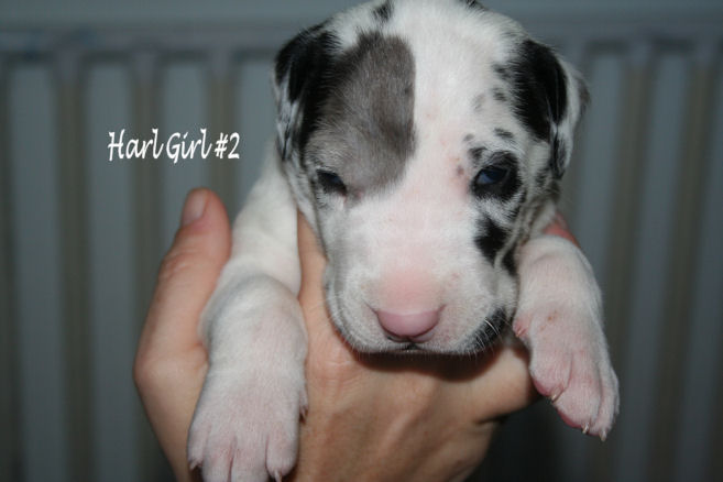 harlgirl2week2_1.jpg