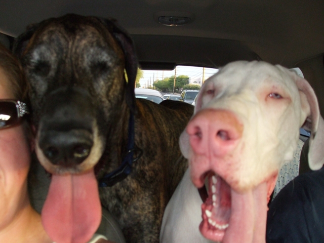 inthetruckafterdogpark.jpg