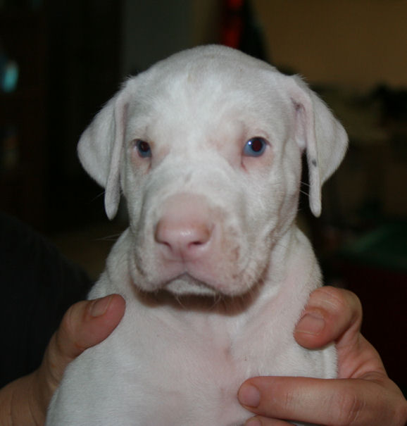 kruger5weeks5.jpg