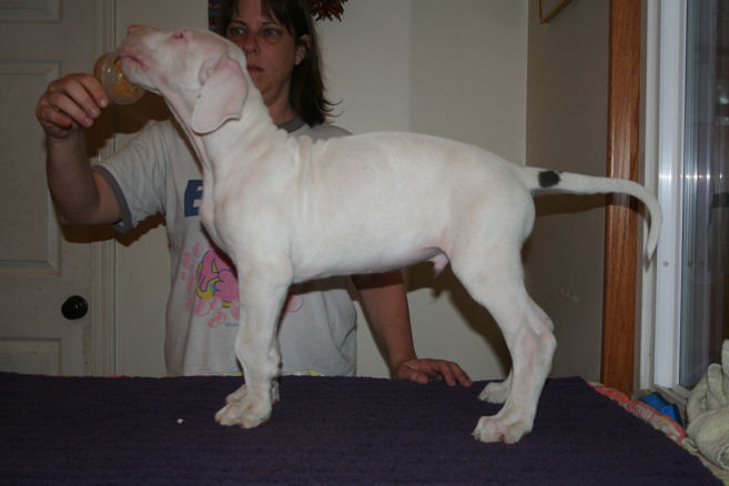 kruger8weeks13.jpg