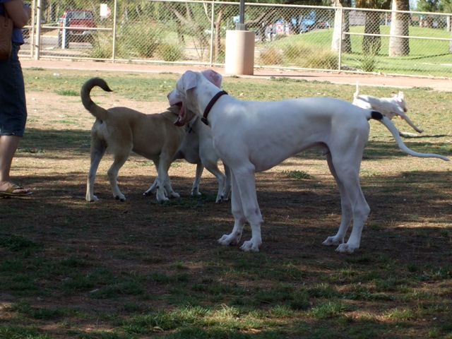 krugerdogpark.jpg
