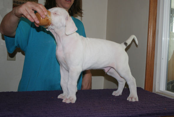 krugerstacked6weeks5.jpg