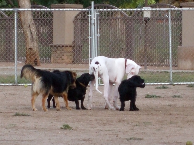 krugerwiththelittleones.jpg