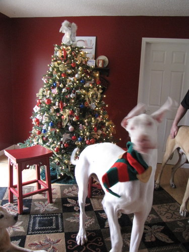 merrychristmashohoho.jpg