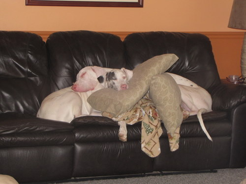 puppypiledanestyle.jpg
