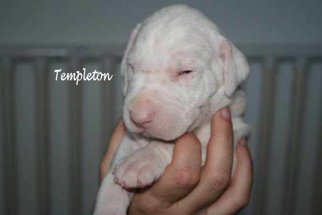 templeton2weeks1.jpg