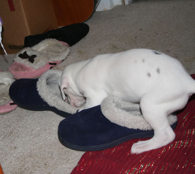 templeton4weeksslipper1.jpg