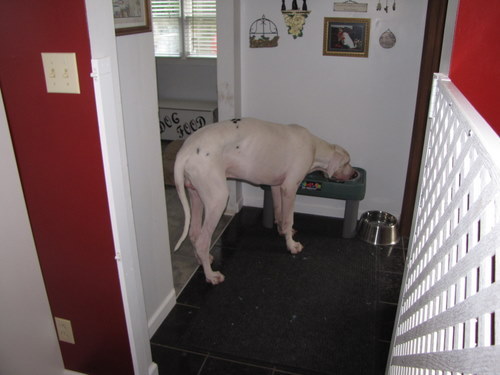 templetondrinking.jpg