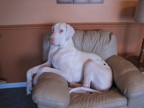 templetoninhischair.jpg