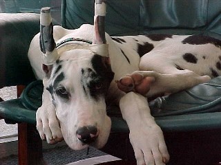 torque4months1.jpg