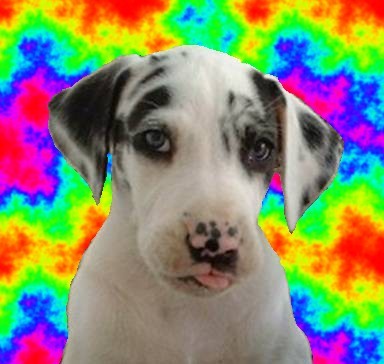 torquetongueout6weeksedited2.jpg